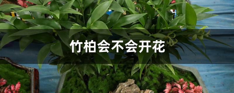 竹柏会不会开花 竹柏会不会开花