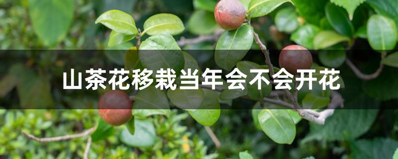 山茶花移栽当年会不会开花 山茶花移栽当年会不会开花