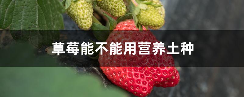 草莓能不能用营养土种 草莓能不能用营养土种