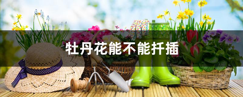 牡丹花能不能扦插 牡丹花能不能扦插