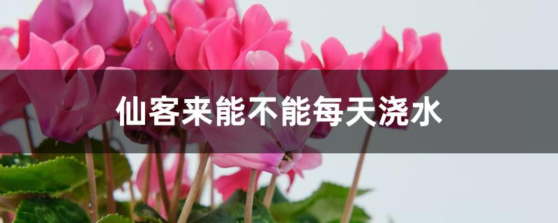 仙客来能不能每天浇水 仙客来能不能每天浇水