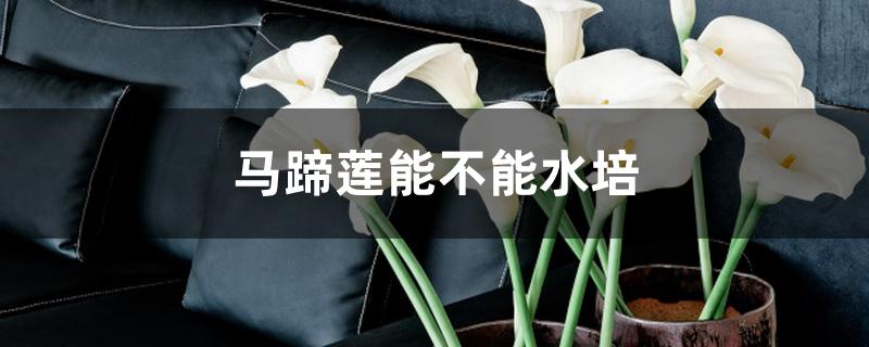 马蹄莲能不能水培 马蹄莲能不能水培