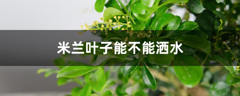 米兰叶子能不能洒水 米兰叶子能不能洒水