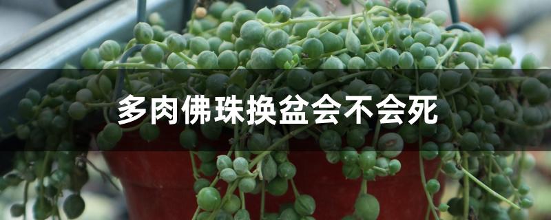 多肉佛珠换盆会不会死 多肉佛珠换盆会不会死