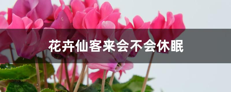 花卉仙客来会不会休眠 花卉仙客来会不会休眠