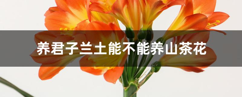 养君子兰土能不能养山茶花 养君子兰土能不能养山茶花