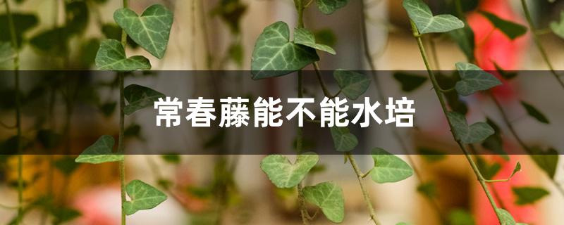 常春藤能不能水培 常春藤能不能水培
