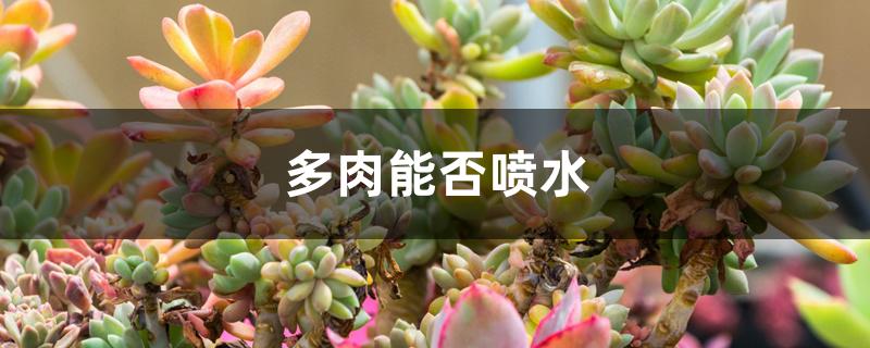 多肉能否喷水 多肉能否喷水