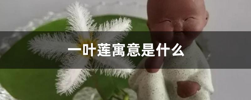 一叶莲寓意是什么 一叶莲寓意是什么