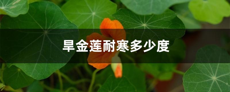 旱金莲耐寒多少度 旱金莲耐寒多少度