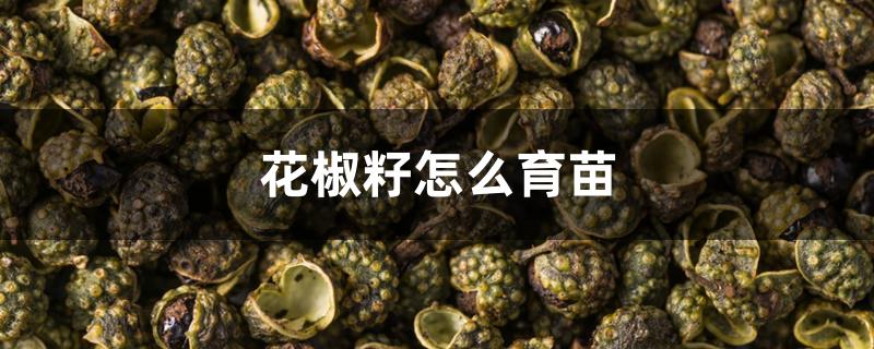 花椒籽怎么育苗 花椒籽怎么育苗