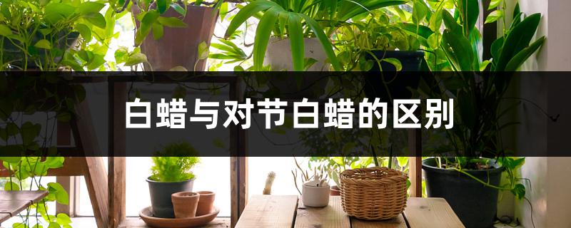 白蜡与对节白蜡的区别 白蜡与对节白蜡的区别