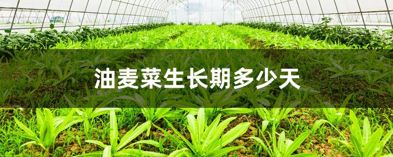 油麦菜生长期多少天 油麦菜生长期多少天