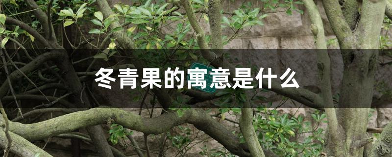 冬青果的寓意是什么 冬青果的寓意是什么