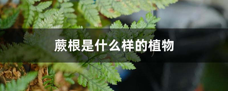 蕨根是什么样的植物