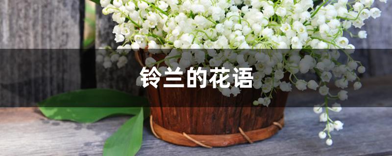 铃兰的花语 铃兰的花语