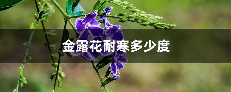 金露花耐寒多少度