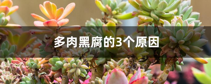 多肉黑腐的3个原因 多肉黑腐的3个原因