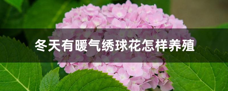 冬天有暖气绣球花怎样养殖 冬天有暖气绣球花怎样养殖