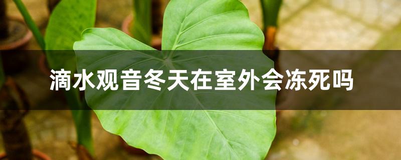 滴水观音冬天在室外会冻死吗 滴水观音冬天在室外会冻死吗