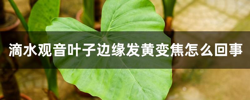 滴水观音叶子边缘发黄变焦怎么回事 滴水观音叶子边缘发黄变焦怎么回事