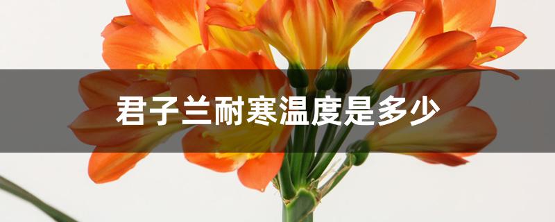 君子兰耐寒温度是多少 君子兰耐寒温度是多少