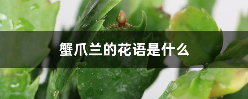 蟹爪兰的花语是什么 蟹爪兰的花语是什么