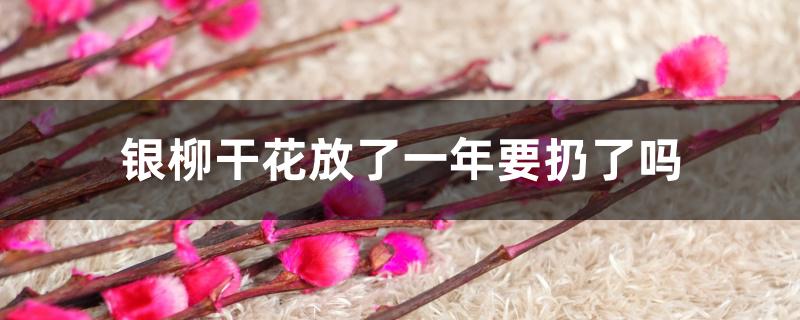 银柳干花放了一年要扔了吗 银柳干花放了一年要扔了吗