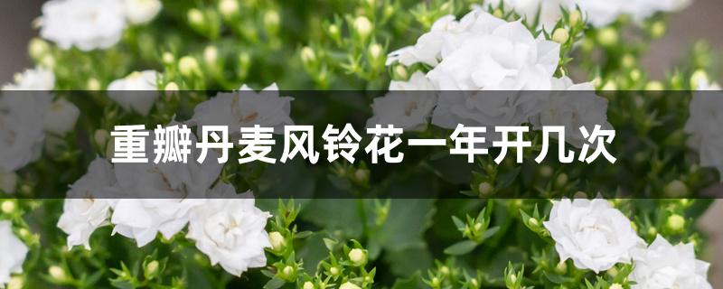重瓣丹麦风铃花一年开几次