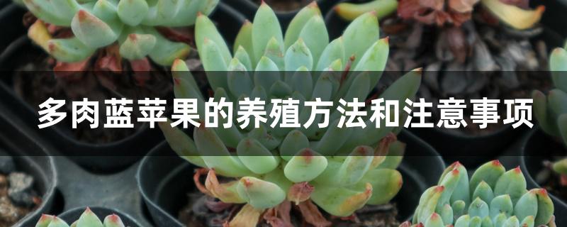 多肉蓝苹果的养殖方法和注意事项 多肉蓝苹果的养殖方法和注意事项