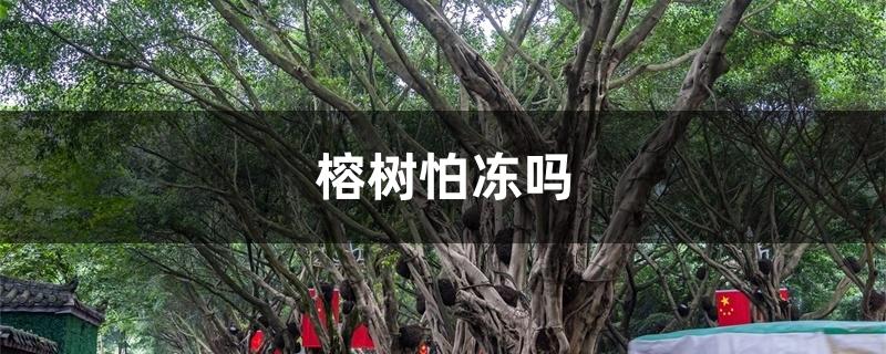 榕树怕冻吗