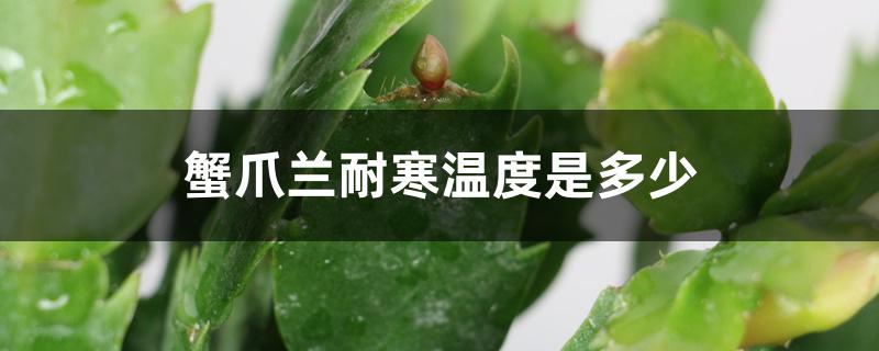 蟹爪兰耐寒温度是多少 蟹爪兰耐寒温度是多少