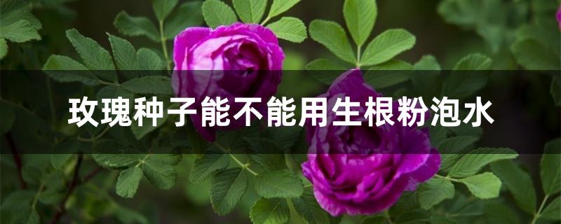 玫瑰种子能不能用生根粉泡水 玫瑰种子能不能用生根粉泡水