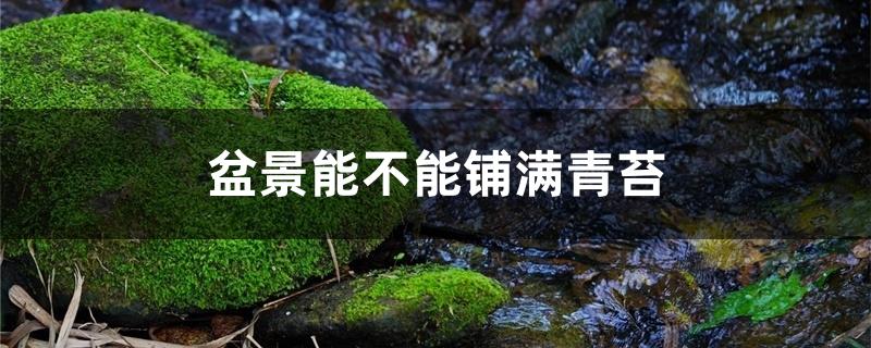 盆景能不能铺满青苔 盆景能不能铺满青苔
