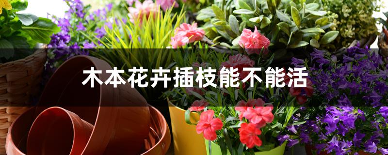 木本花卉插枝能不能活 木本花卉插枝能不能活
