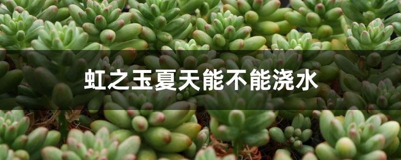 虹之玉夏天能不能浇水 虹之玉夏天能不能浇水