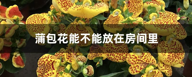 蒲包花能不能放在房间里 蒲包花能不能放在房间里