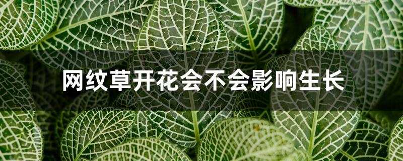 网纹草开花会不会影响生长 网纹草开花会不会影响生长