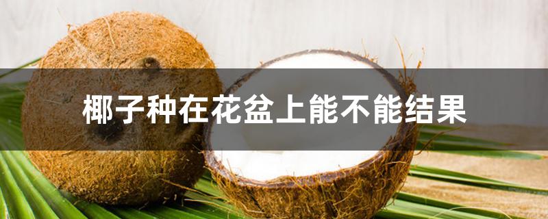 椰子种在花盆上能不能结果 椰子种在花盆上能不能结果