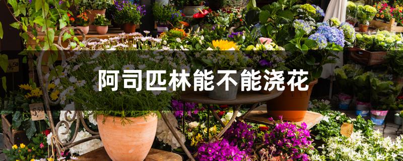 阿司匹林能不能浇花 阿司匹林能不能浇花
