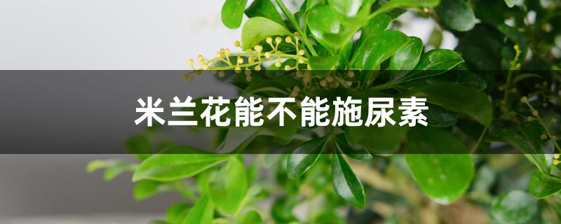 米兰花能不能施尿素 米兰花能不能施尿素