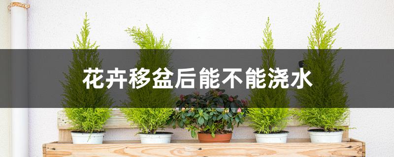 花卉移盆后能不能浇水 花卉移盆后能不能浇水