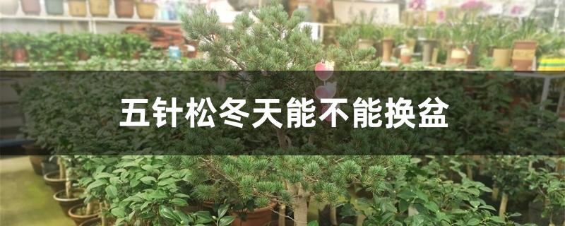 五针松冬天能不能换盆 五针松冬天能不能换盆
