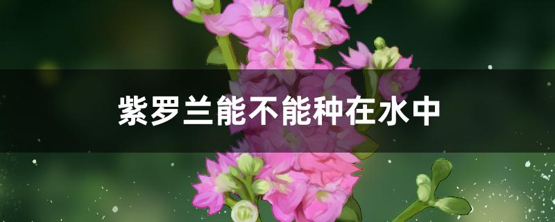 紫罗兰能不能种在水中 紫罗兰能不能种在水中