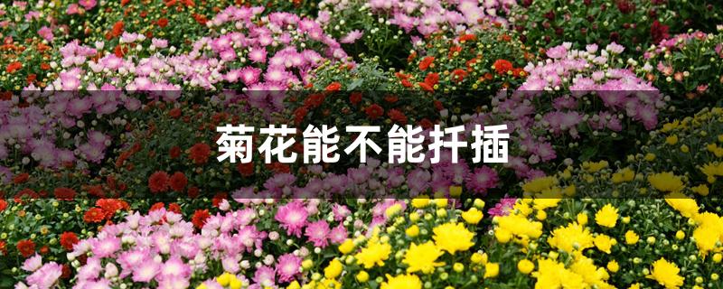 菊花能不能扦插 菊花能不能扦插