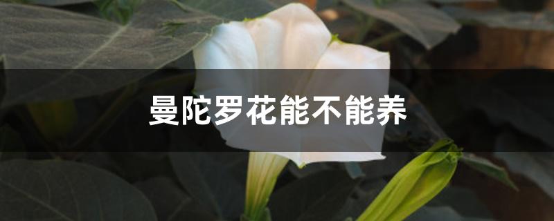 曼陀罗花能不能养 曼陀罗花能不能养