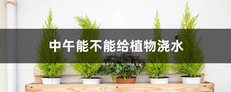 中午能不能给植物浇水