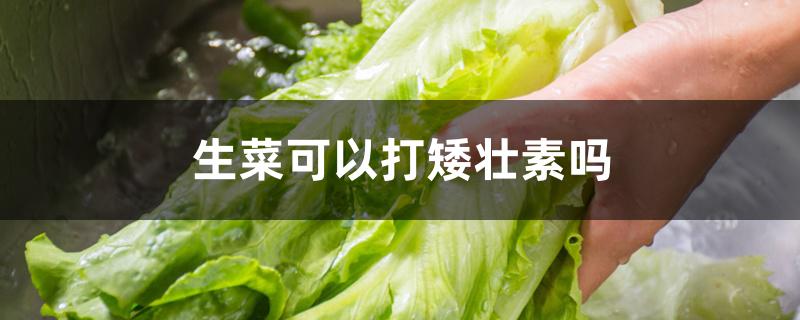 生菜可以打矮壮素吗