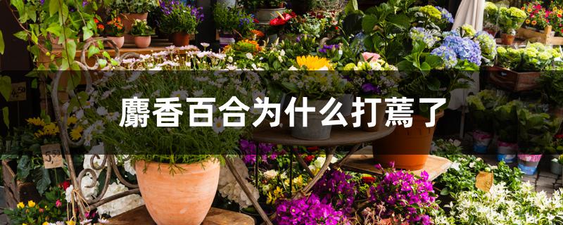 麝香百合为什么打蔫了 麝香百合为什么打蔫了