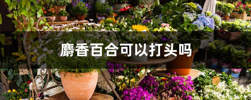 麝香百合可以打头吗